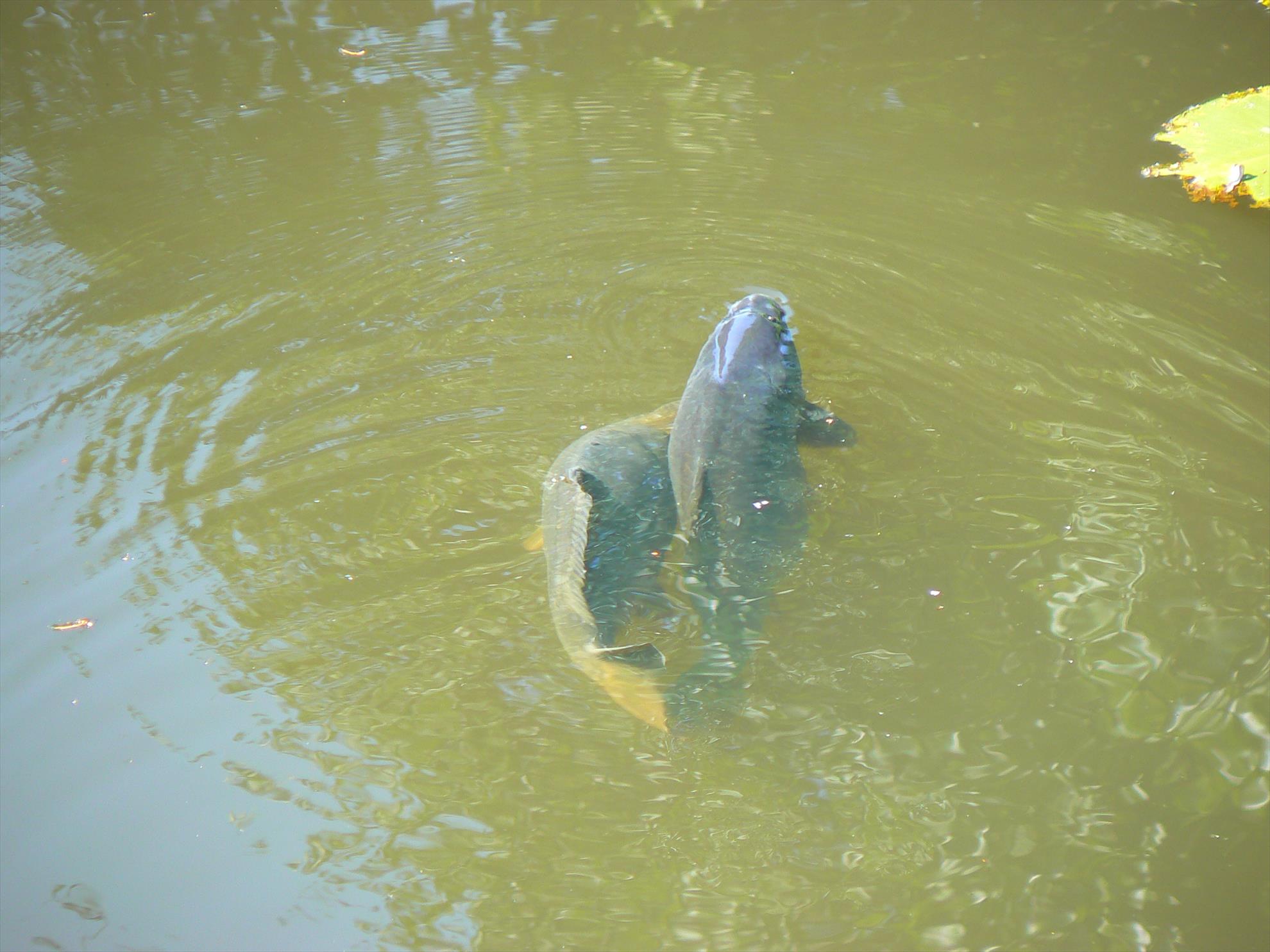 Crapi salbatici si alti pesti - p1030438.JPG